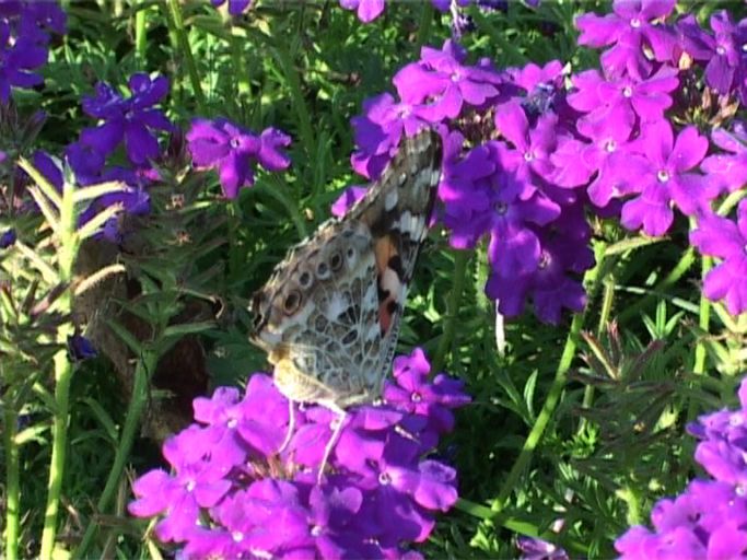 Distelfalter ( Vanessa cardui ), Flügelunterseite : Moers, in unserem Garten, 03.08.2003